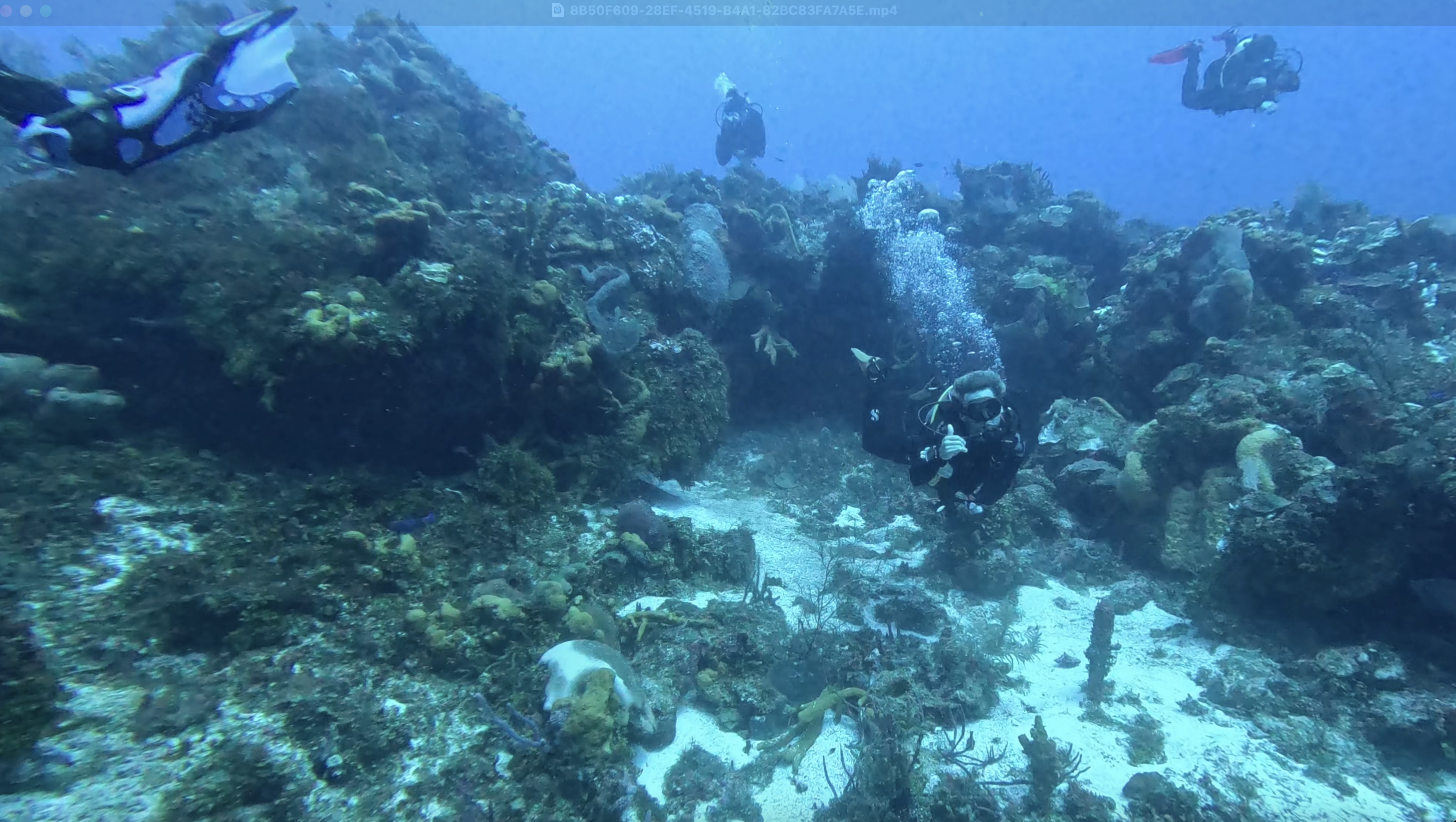 Cozumel reef — mobile header background