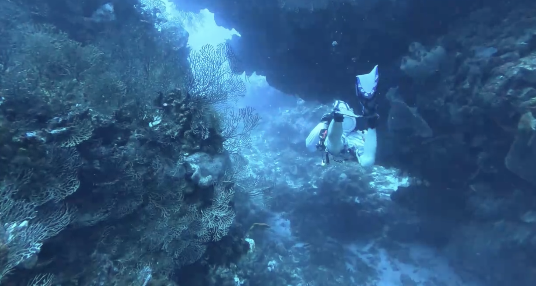 Maracaibo Wall — flagship dive
